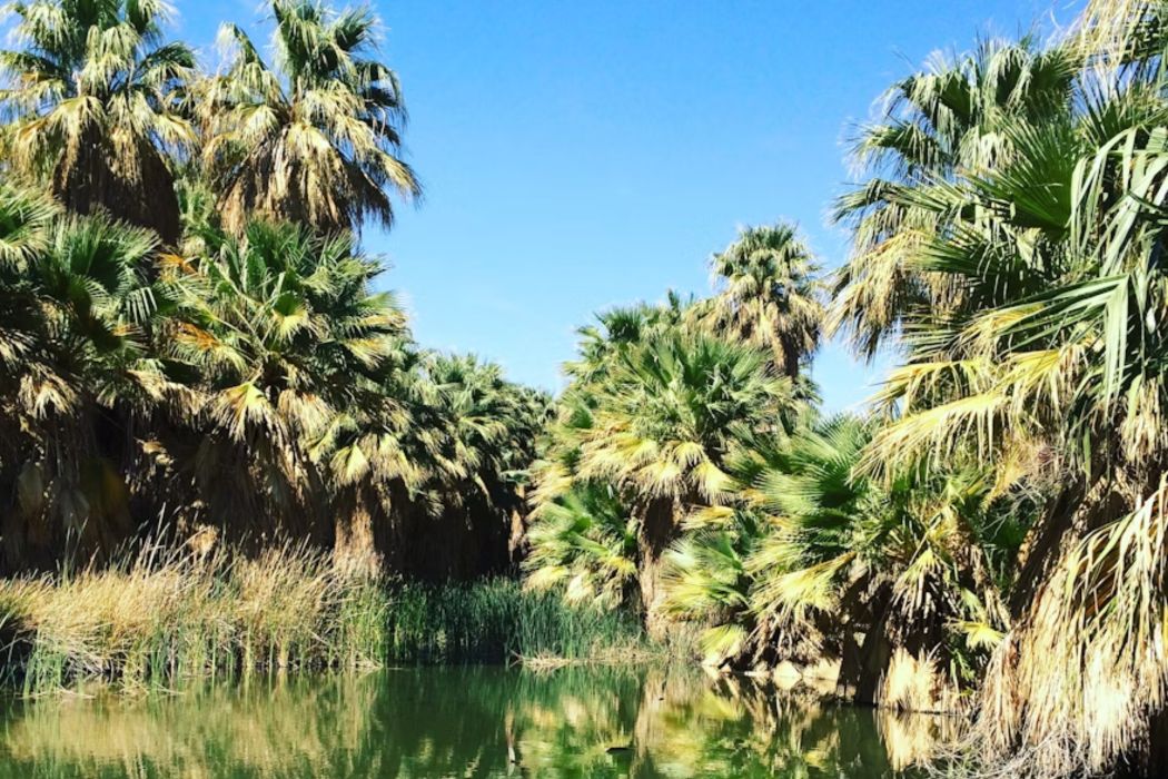Coachella Preserve