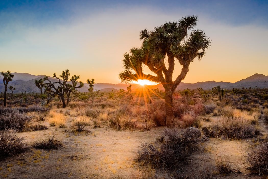 Joshua Tree National Park