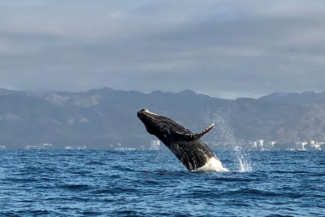 Whale watching Puerto Vallarta